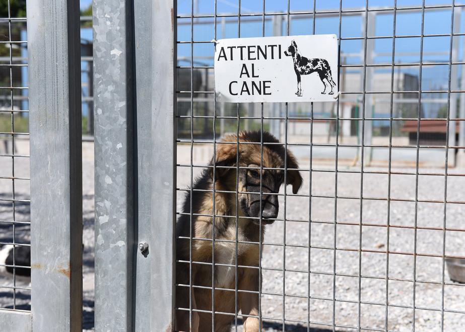 Record di “ospiti” al canile Servono più adozioni 