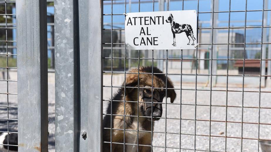 Record di “ospiti” al canile Servono più adozioni