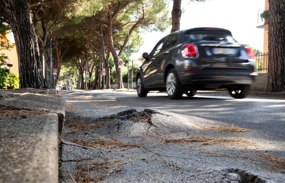 ''Salvate i pini di via Sardegna'': residenti contrari ai tagli 