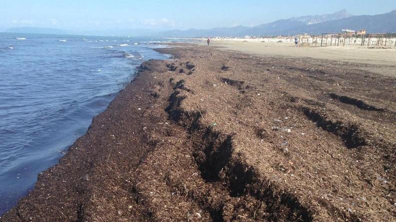 Ottocento tonnellate di lavarone portate via dall’inizio dell’anno
