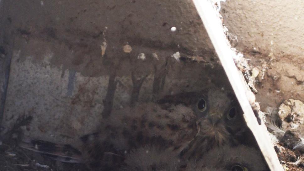 Nuovi falchi in questura, ma questa volta con le ali vere
