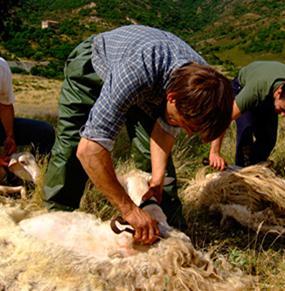 Nell’altopiano di Mamone domenica la festa della tosatura
