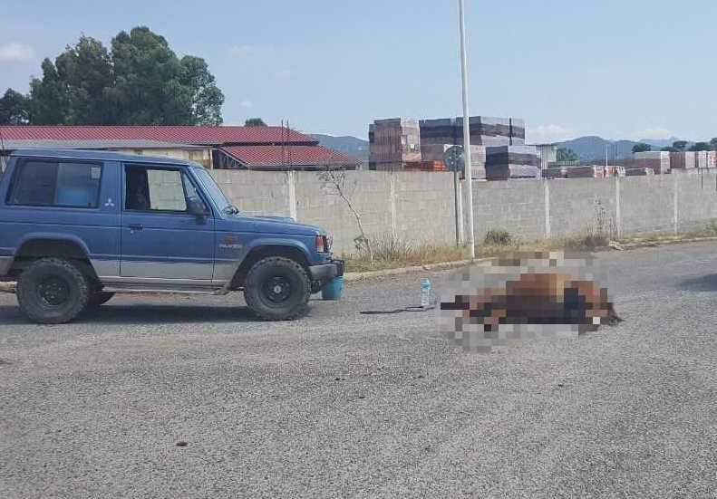 Suv centra in pieno un cavallo l’animale muore, illeso l’autista 