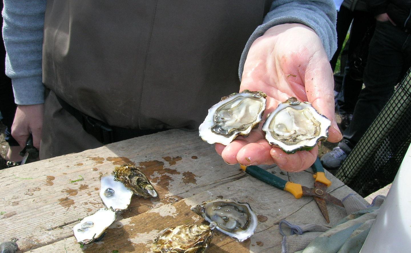 Street food e ostriche un weekend dedicato alla festa del gusto 