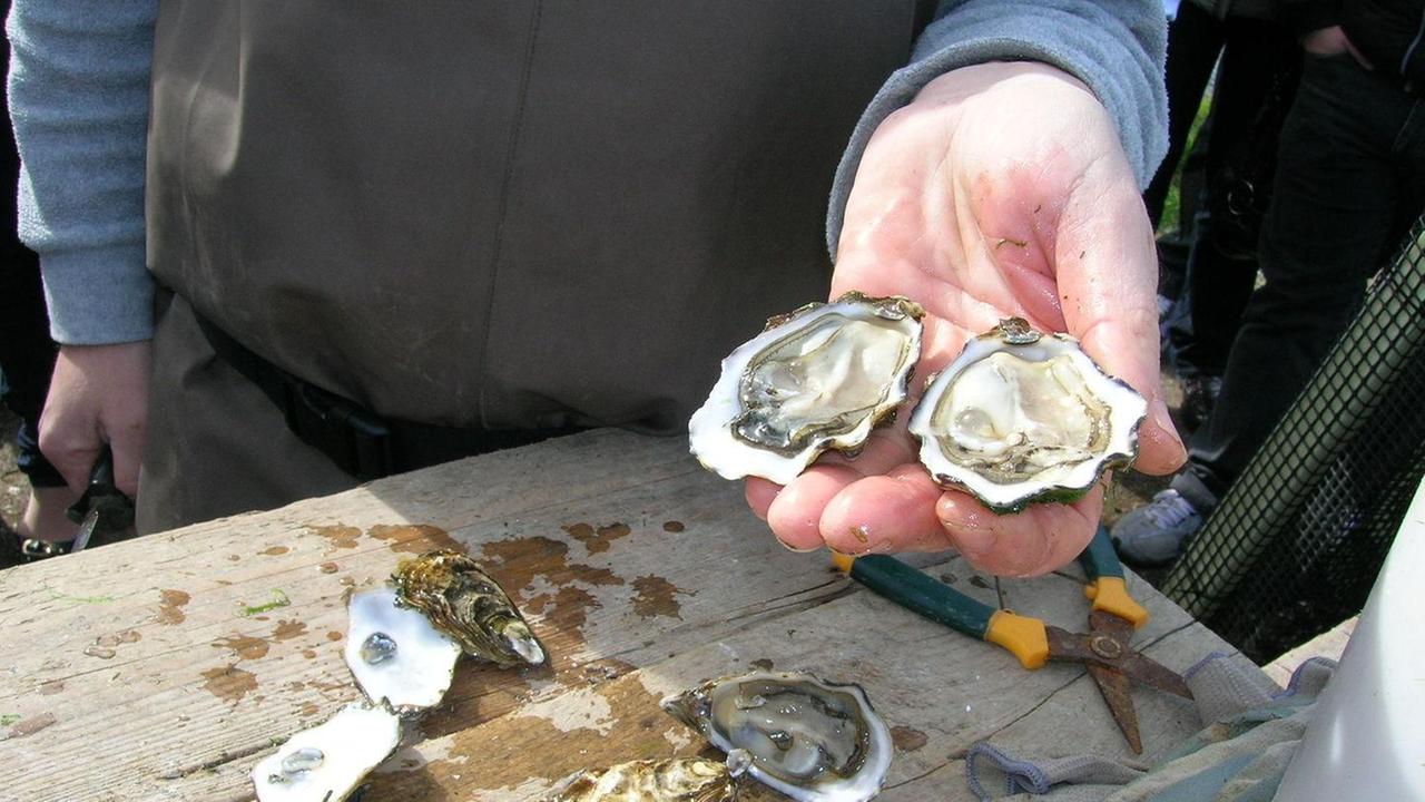 Street food e ostriche un weekend dedicato alla festa del gusto