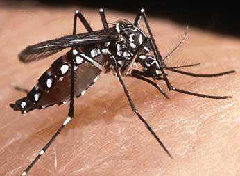 La zanzara che trasmette il virus dengue