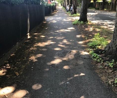 Finisce all’ospedale per colpa di una radice sulla pista ciclabile 
