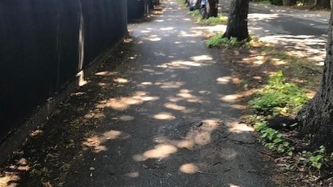 Finisce all’ospedale per colpa di una radice sulla pista ciclabile