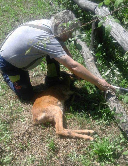 Un capriolo ferito nel giardino di casa Soccorsi complicati 