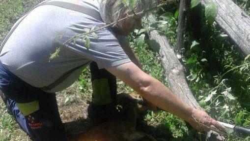 Un capriolo ferito nel giardino di casa Soccorsi complicati
