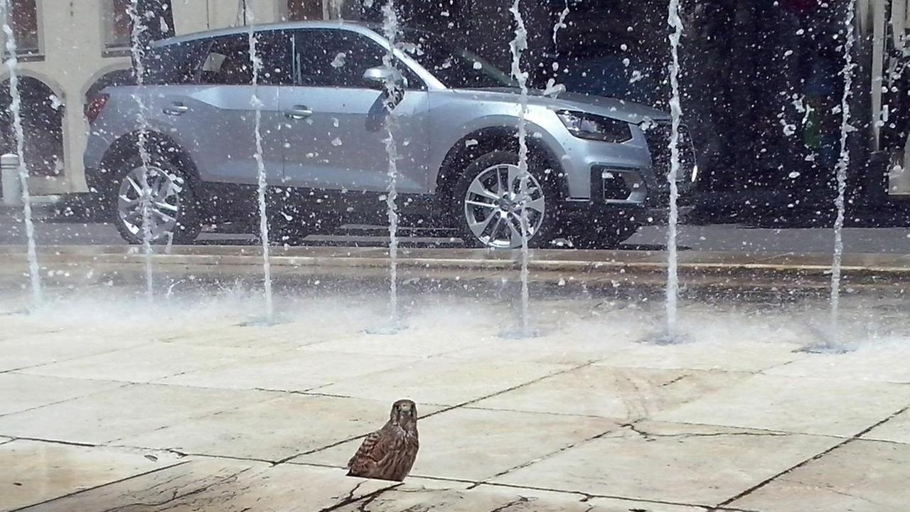 Un falchetto fa il bagno nella fontana