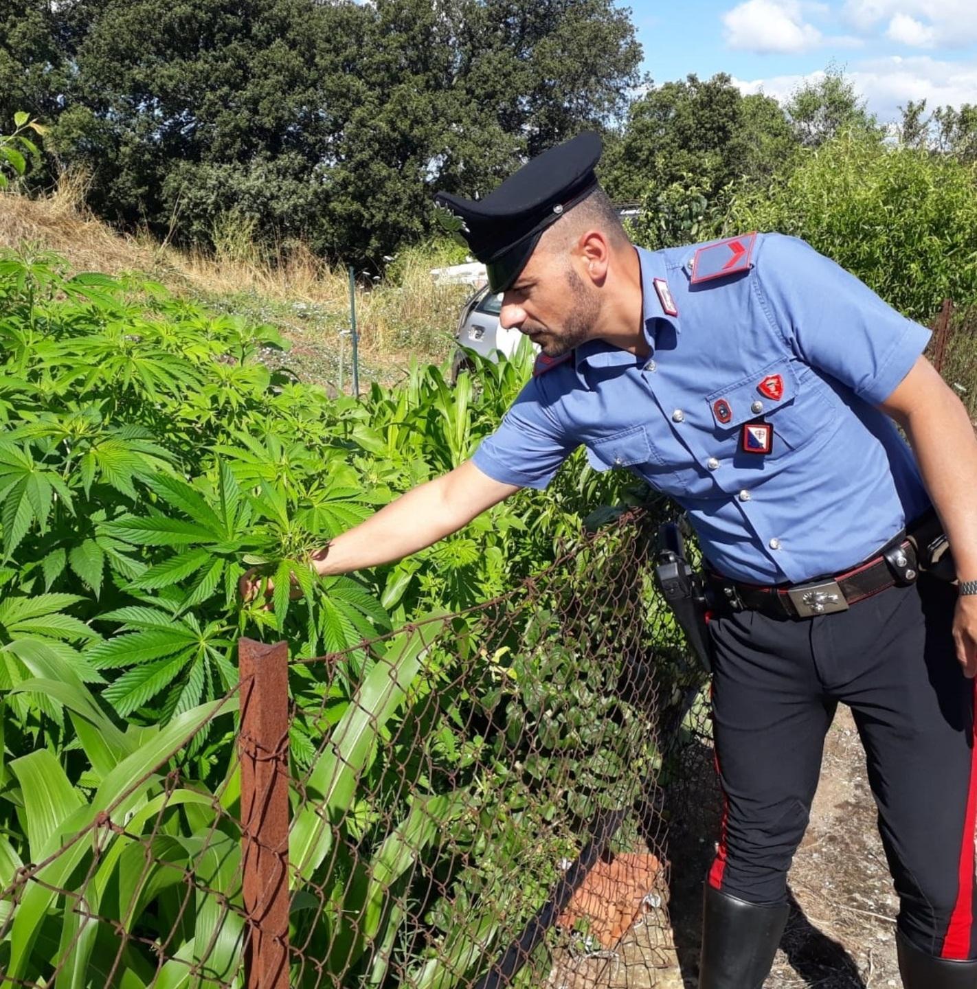 Nel terreno 450 piante di droga denunciata una casalinga