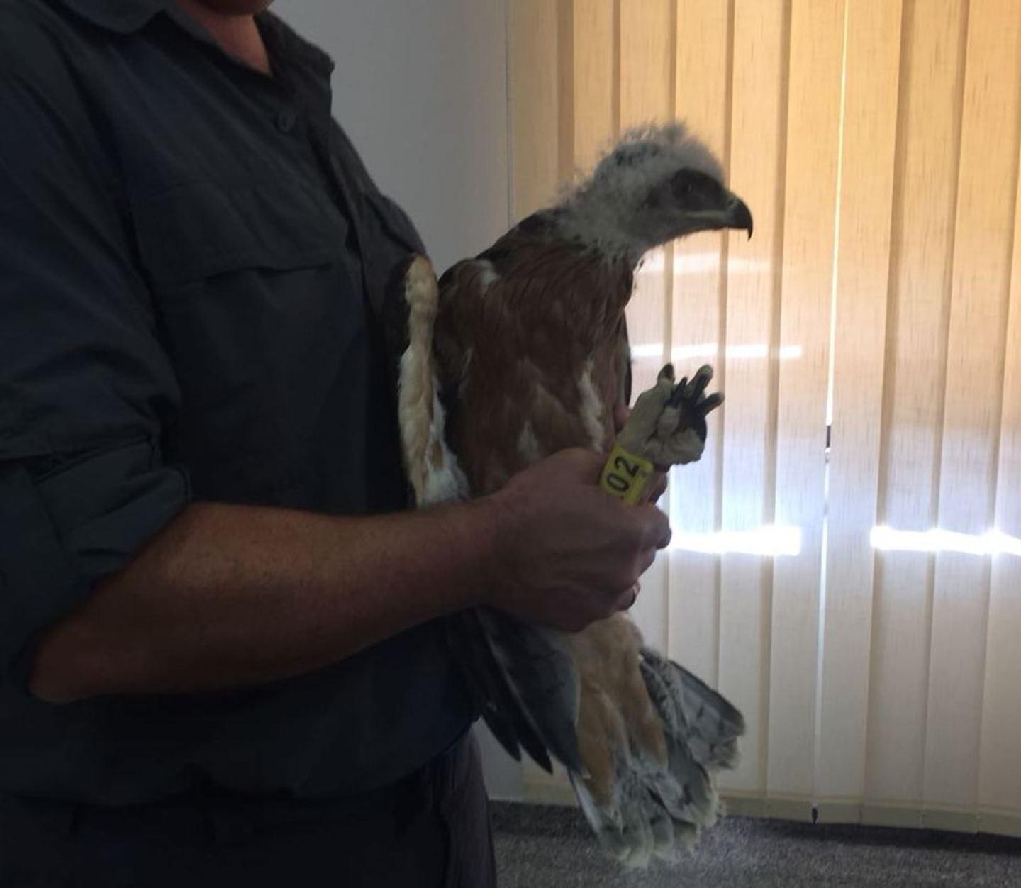 L’aquila del Bonelli volerà nel cielo del parco Tepilora 