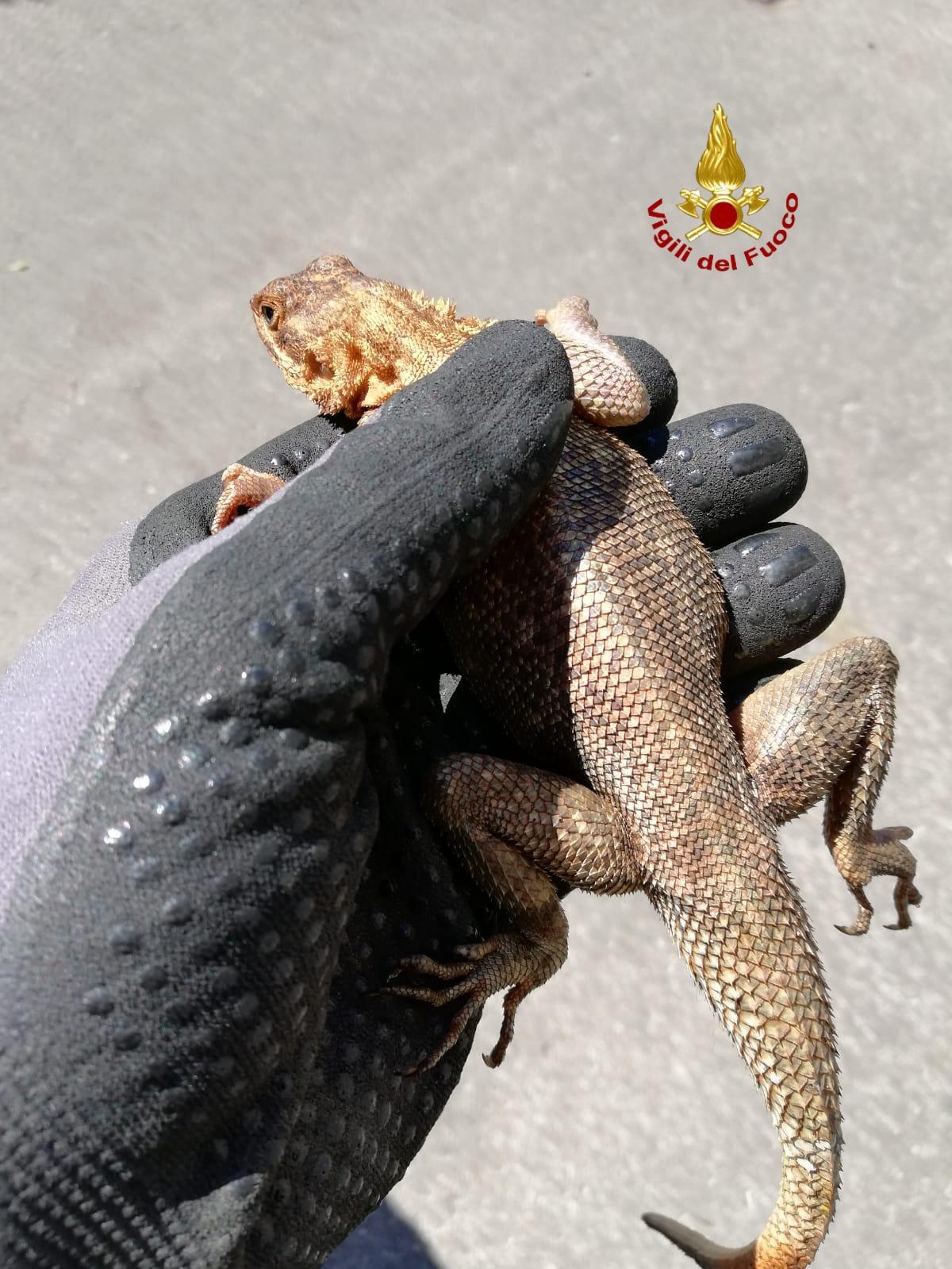 L'iguana catturata dai vigili del fuoco di Prato