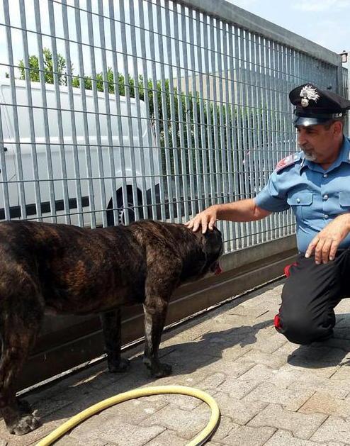 I Carabinieri soccorrono un animale maltenuto in un’azienda chiusa