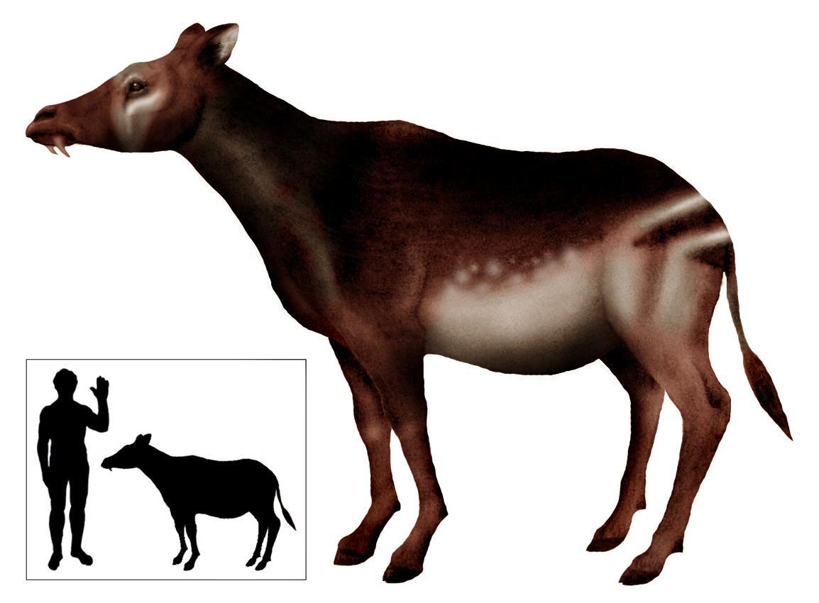 Il Sardomerix oschiriensis