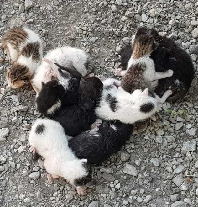 Micini di pochi giorni abbandonati in strada