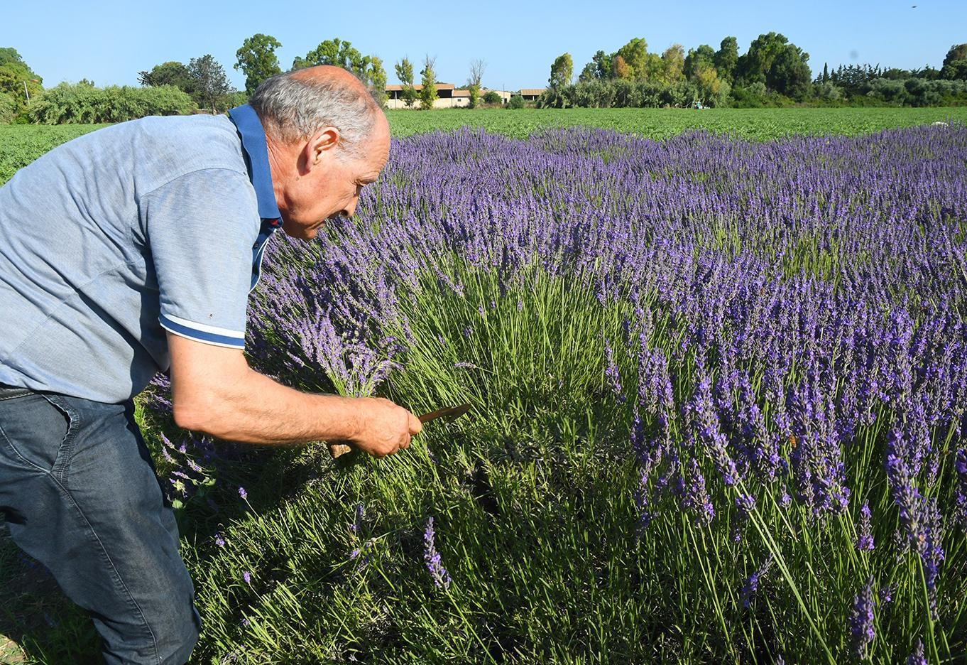 Elvio, l’uomo della lavanda: «Riola come la Provenza» 