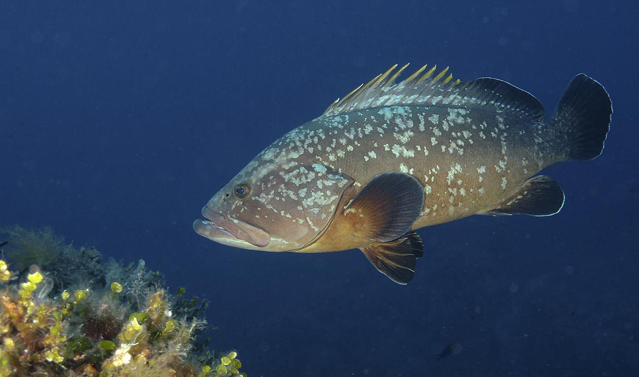 Tavolara, cernie a rischio: un appello ai fotografi sub 