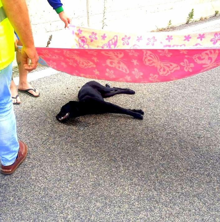 Travolge un cane con l’auto e fugge