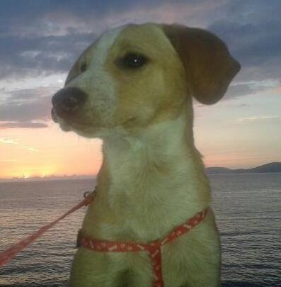 Investì e uccise il cane “Simba”, condannato a cinque mesi 