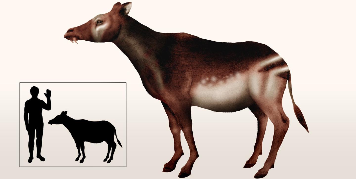 L’antenato sardo della giraffa