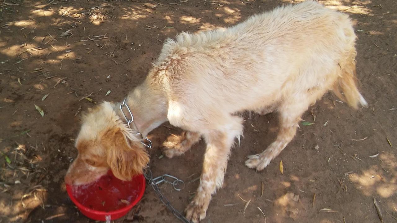 Uno dei due cani maltrattati
