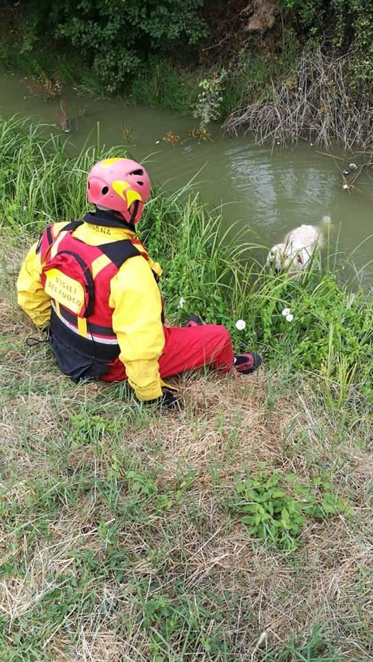 Cane scivola nel canale, salvato dai pompieri