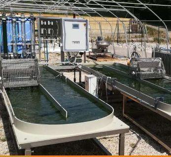 Ecco l’alga Spirulina, tentazione industriale nella terra di Canneto 