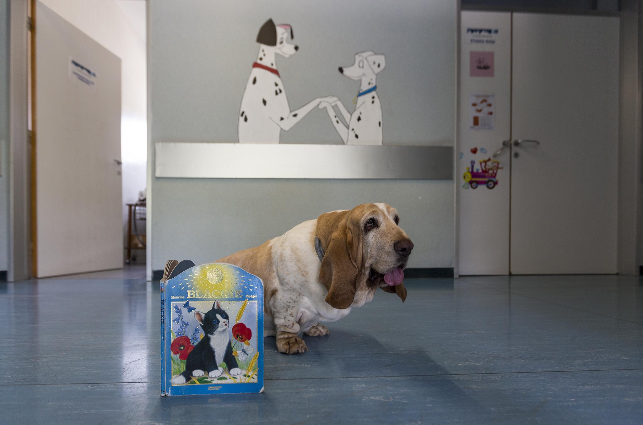 Serena, la basset hound in "servizio" all'ospedale Santa Maria Annunziata