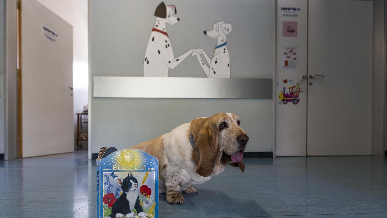 Serena, la basset hound in "servizio" all'ospedale Santa Maria Annunziata