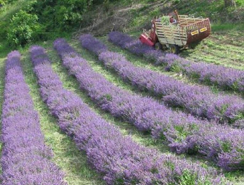 Monteombraro invaso dai profumi di lavanda