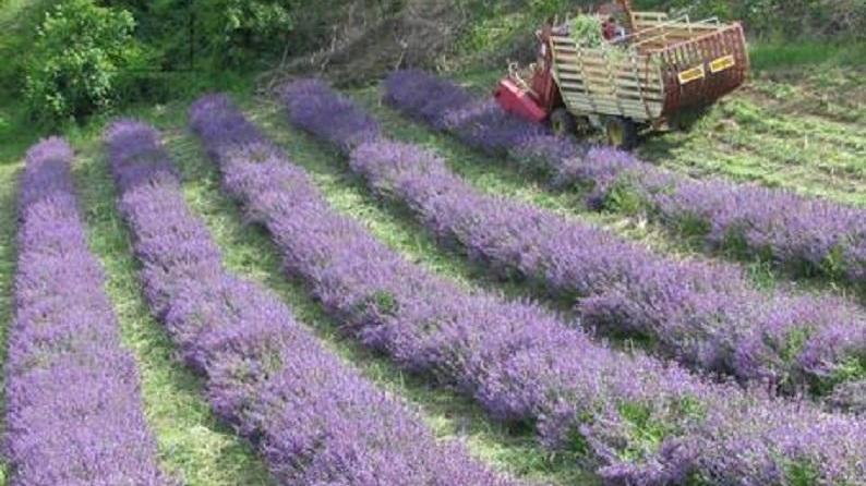 Monteombraro invaso dai profumi di lavanda