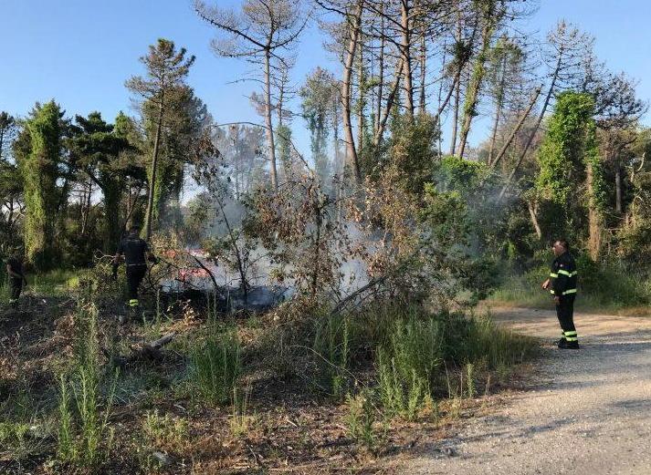 Prende fuoco una parte della pineta alla Lecciona