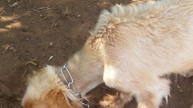 Due cani incatenati al sole e senz’acqua Scatta la denuncia