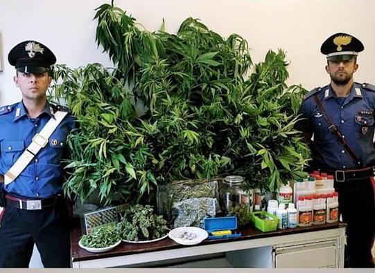 Coltivavano marijuana nell’orto di casa arrestati padre e figlio 