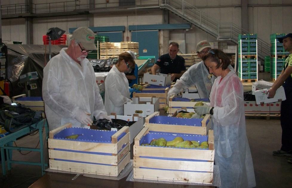 Patfrut, affari per 64 milioni Alta tecnologia per le pere 