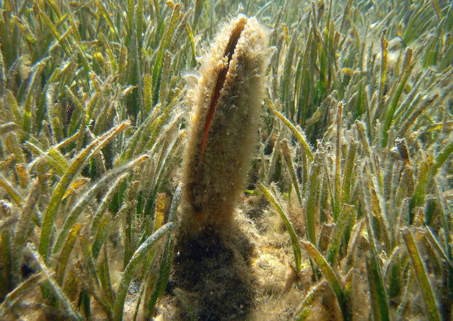 Allarme di Legambiente, un virus sta uccidendo le nacchere 