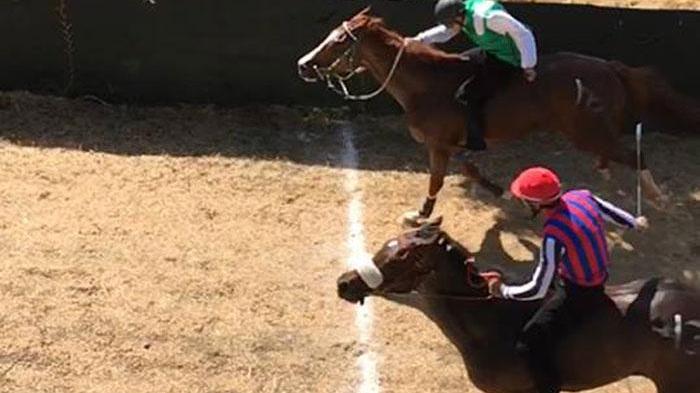 Palio di Casole, muore un cavallo durante le batterie: corsa annullata