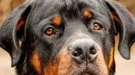 Rottweiler azzanna mamma e bimbo a Boretto, il sindaco: «L’animale va al canile, sarà valutata la pericolosità»