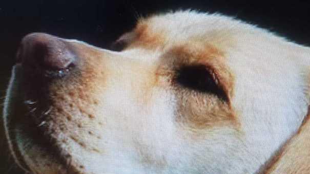La carezza di un cane ridà la speranza ai familiari di una donna in coma da 8 mesi