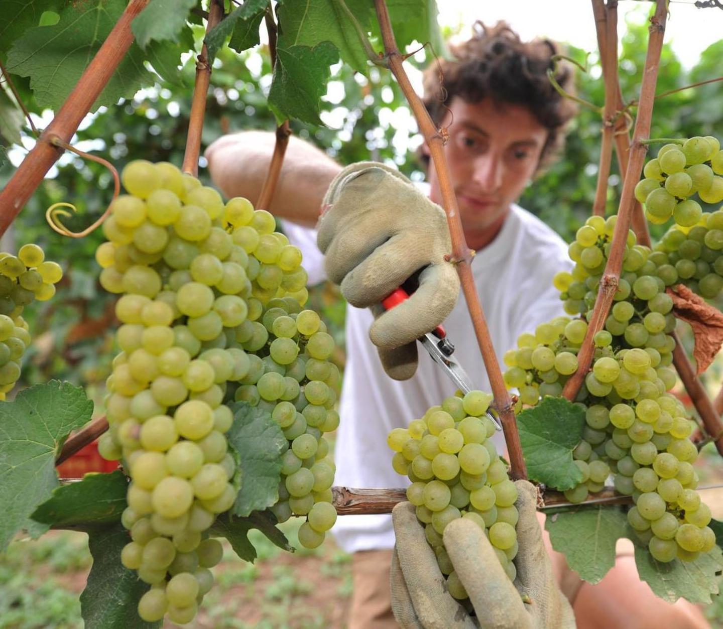 La Confederazione agricoltori sarà accorpata a Nuoro