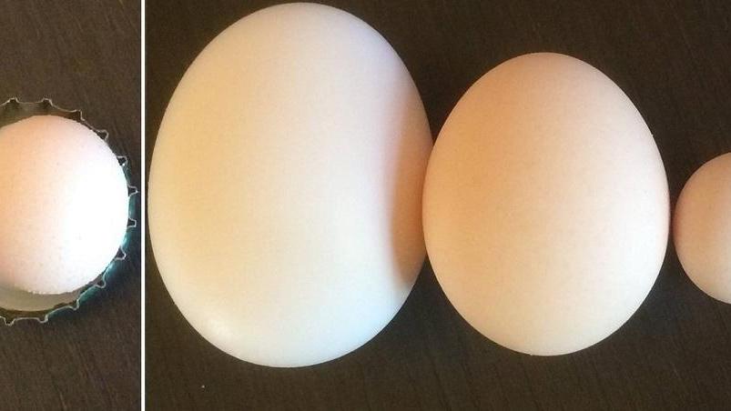 Il miniuovo, a sinistra, all'interno di un tappino. A destra l'ovetto mignon confrontato con due normali uova di gallina