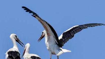 Lezioni di volo per le cicogne