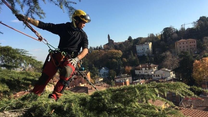 Modena, Davide sospeso tra terra e cielo per visitare e curare gli alberi