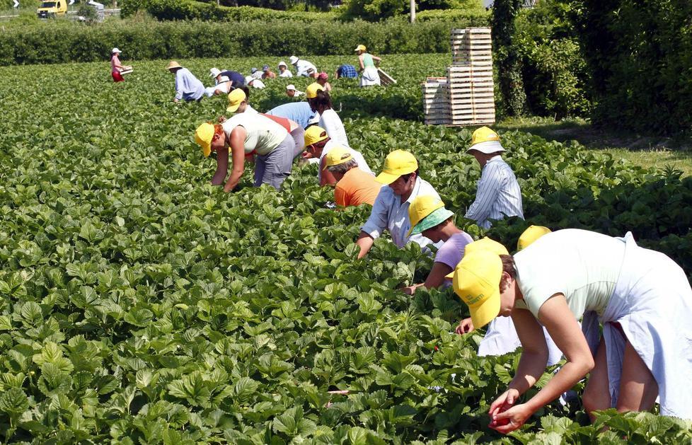Coldiretti: calo produttivo Si salva però la qualità 