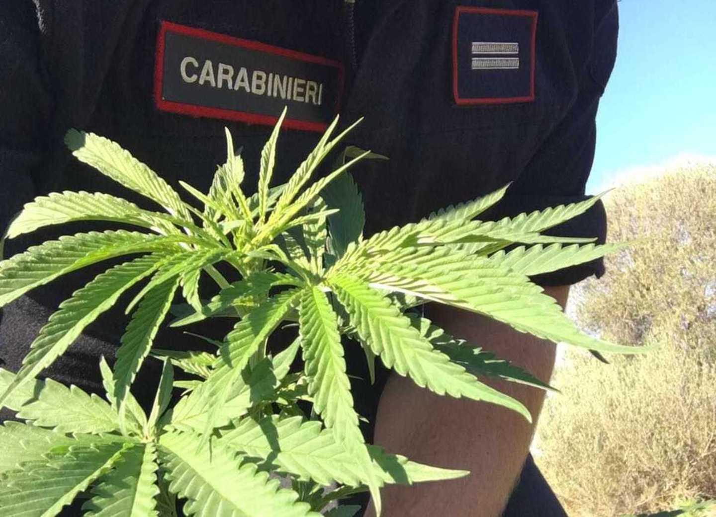 Coltiva marjuana in stanza, arrestato 