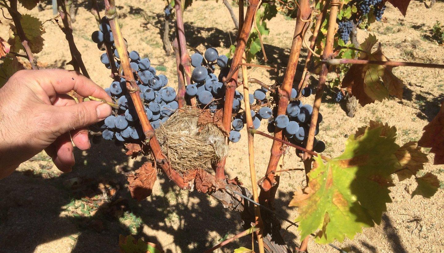 Cannonau, non solo vino: ecco le confetture di uva 