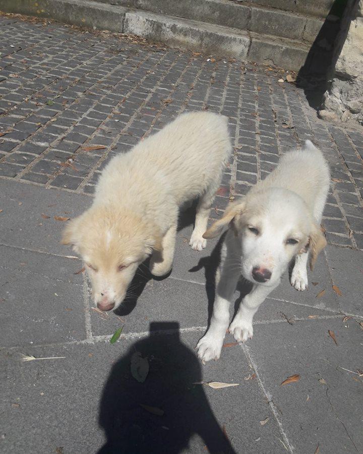 Albagiara, dal Comune un Sos per salvare tre piccoli randagi