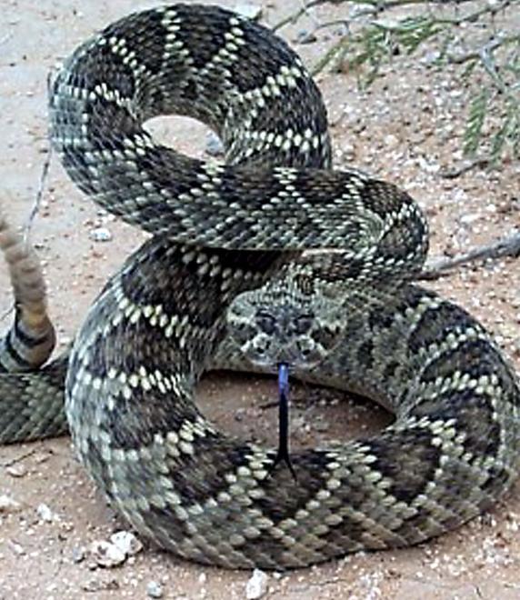 Un serpente a sonagli nel parco della villa